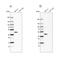 Serpin Family B Member 1 antibody, NBP1-89072, Novus Biologicals, Western Blot image 