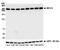 Trap230 antibody, NBP2-80138, Novus Biologicals, Western Blot image 