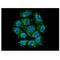 Apoptosis Inducing Factor Mitochondria Associated 1 antibody, GTX57664, GeneTex, Immunofluorescence image 