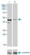 Casein Kinase 1 Gamma 1 antibody, H00053944-M03, Novus Biologicals, Western Blot image 