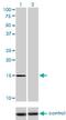 Nuclear Transport Factor 2 Like Export Factor 1 antibody, H00029107-M08, Novus Biologicals, Western Blot image 