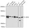 Exportin 5 antibody, A02900-1, Boster Biological Technology, Western Blot image 