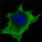 Superoxide Dismutase 1 antibody, MA5-15520, Invitrogen Antibodies, Immunofluorescence image 