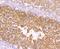 Piwi Like RNA-Mediated Gene Silencing 1 antibody, NBP2-75619, Novus Biologicals, Immunohistochemistry paraffin image 