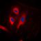 Fas Associated Via Death Domain antibody, orb224048, Biorbyt, Immunofluorescence image 