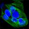 Keratin 19 antibody, IC3506G, R&D Systems, Immunocytochemistry image 
