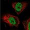 F-Box And WD Repeat Domain Containing 2 antibody, NBP2-39089, Novus Biologicals, Immunofluorescence image 