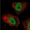 F-box/WD repeat-containing protein 2 antibody, NBP2-39089, Novus Biologicals, Immunofluorescence image 