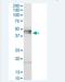 Haptoglobin-related protein antibody, H00003250-B01P-50ug, Novus Biologicals, Western Blot image 