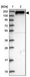 ArfGAP With RhoGAP Domain, Ankyrin Repeat And PH Domain 3 antibody, NBP1-84541, Novus Biologicals, Western Blot image 