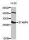 Syntaxin Binding Protein 6 antibody, STJ26790, St John