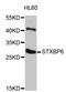 Syntaxin-binding protein 6 antibody, STJ26790, St John