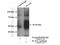 PLAG1 Zinc Finger antibody, 18018-1-AP, Proteintech Group, Immunoprecipitation image 