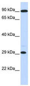 Homeobox B8 antibody, TA341387, Origene, Western Blot image 
