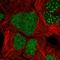 Zinc Finger Protein 32 antibody, HPA059640, Atlas Antibodies, Immunocytochemistry image 