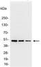 AU1 epitope tag antibody, 18816-01, QED Bioscience, Western Blot image 