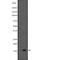 Growth Arrest And DNA Damage Inducible Gamma antibody, abx149539, Abbexa, Western Blot image 