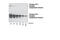 Insulin Receptor antibody, 3023S, Cell Signaling Technology, Western Blot image 