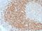 T Cell Leukemia/Lymphoma 1A antibody, GTX17841, GeneTex, Immunohistochemistry paraffin image 
