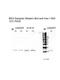 Hes Family BHLH Transcription Factor 1 antibody, 27-568, ProSci, Enzyme Linked Immunosorbent Assay image 
