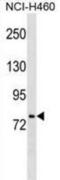 HNF1 Homeobox A antibody, abx025490, Abbexa, Western Blot image 