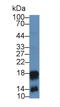 Cathelicidin Antimicrobial Peptide antibody, LS-C294058, Lifespan Biosciences, Western Blot image 