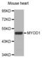 Myogenic Differentiation 1 antibody, abx000808, Abbexa, Western Blot image 
