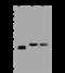 Lysophospholipase Like 1 antibody, 201996-T44, Sino Biological, Western Blot image 