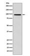 Golgin A1 antibody, M13524, Boster Biological Technology, Western Blot image 