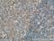 BCL10 Immune Signaling Adaptor antibody, 66556-1-Ig, Proteintech Group, Immunohistochemistry paraffin image 