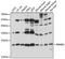 RNA Binding Motif Protein 8A antibody, LS-C750098, Lifespan Biosciences, Western Blot image 