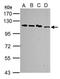 Spliceosome Associated Factor 1, Recruiter Of U4/U6.U5 Tri-SnRNP antibody, TA307946, Origene, Western Blot image 