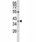 Arginase 1 antibody, F51459-0.4ML, NSJ Bioreagents, Western Blot image 