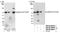 GATA Zinc Finger Domain Containing 2B antibody, NB100-60646, Novus Biologicals, Western Blot image 