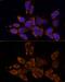 Cytochrome P450 Family 11 Subfamily A Member 1 antibody, GTX53941, GeneTex, Immunocytochemistry image 