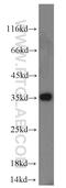 Sulfatase Modifying Factor 2 antibody, 11210-1-AP, Proteintech Group, Western Blot image 