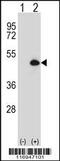 Cytochrome P450 Family 20 Subfamily A Member 1 antibody, 56-553, ProSci, Western Blot image 