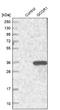 Golgi SNAP Receptor Complex Member 1 antibody, NBP1-83351, Novus Biologicals, Western Blot image 