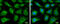 Plastin 3 antibody, GTX632482, GeneTex, Immunofluorescence image 