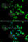 Pregnancy Specific Beta-1-Glycoprotein 1 antibody, A6399, ABclonal Technology, Immunofluorescence image 
