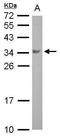Boule Homolog, RNA Binding Protein antibody, PA5-30808, Invitrogen Antibodies, Western Blot image 