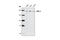 Nuclear Receptor Coactivator 3 antibody, 2126S, Cell Signaling Technology, Western Blot image 