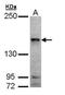 Misshapen Like Kinase 1 antibody, PA5-28901, Invitrogen Antibodies, Western Blot image 