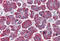 Trypsin antibody, MBS246107, MyBioSource, Immunohistochemistry frozen image 