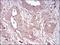 Vitronectin antibody, NBP2-52586, Novus Biologicals, Immunohistochemistry frozen image 