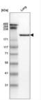 Laminin Subunit Gamma 1 antibody, NBP2-42396, Novus Biologicals, Western Blot image 