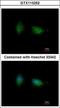 Protein Kinase C Beta antibody, GTX113252, GeneTex, Immunocytochemistry image 