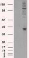 Protein-lysine 6-oxidase antibody, GTX84189, GeneTex, Western Blot image 