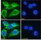 Oxytocin/Neurophysin I Prepropeptide antibody, LS-C112933, Lifespan Biosciences, Immunofluorescence image 