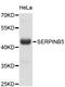 Serpin Family B Member 5 antibody, abx127043, Abbexa, Western Blot image 
